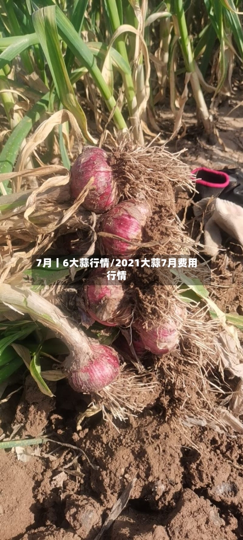 7月丨6大蒜行情/2021大蒜7月费用行情-第2张图片