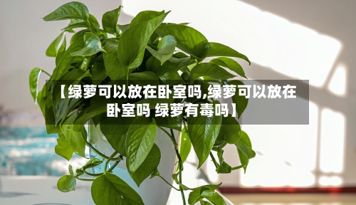 【绿萝可以放在卧室吗,绿萝可以放在卧室吗 绿萝有毒吗】-第2张图片