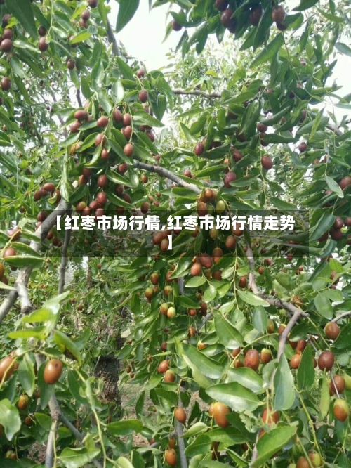【红枣市场行情,红枣市场行情走势】-第2张图片